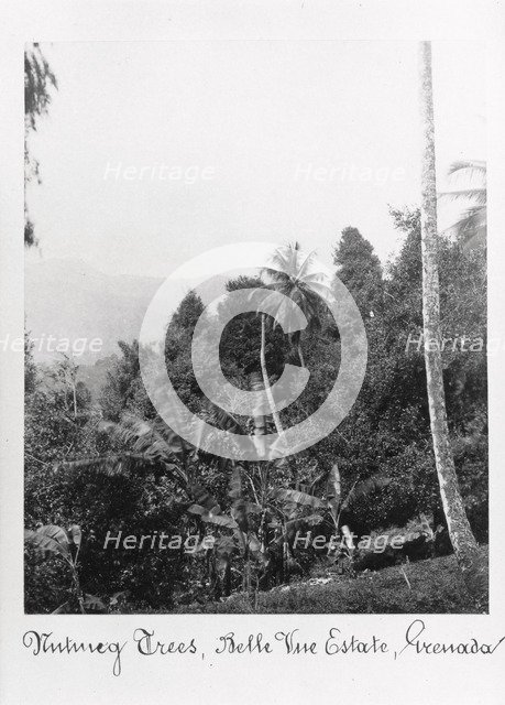 Nutmeg trees, Grenada, Bell Vue Estate, 1897. Artist: Unknown