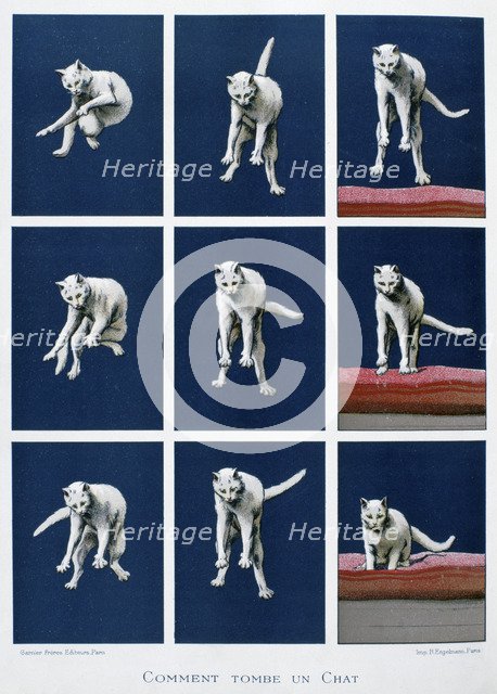How a cat falls, 19th century. Artist: Gustave Francois Lasellaz