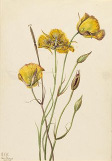 San Diego Mariposa (Calochortus weedii), 1925. Creator: Mary Vaux Walcott.