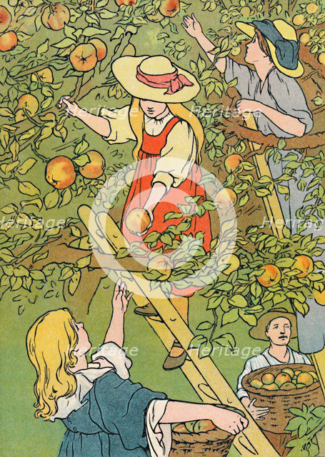 'Picking the Fruit', 1912. Artist: Charles Robinson.