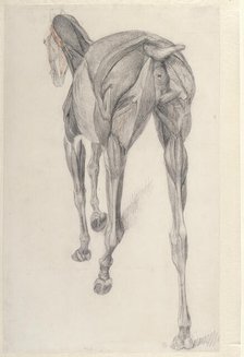 Working drawing for 'The Thirteenth Anatomical Table of the Muscles ... of the Horse', 1756. Creator: George Stubbs.