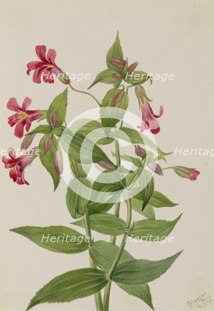 Lewis Monkey Flower (Mimulus lewisii), 1899. Creator: Mary Vaux Walcott.