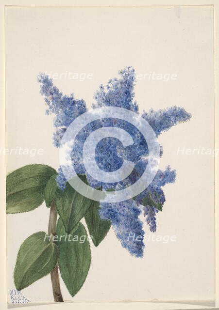 California Lilac (Ceanothus thyrsiflorus), 1935. Creator: Mary Vaux Walcott.