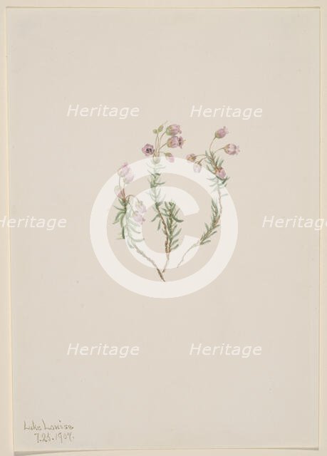 Heather (Phyllodoce intermedia), 1907. Creator: Mary Vaux Walcott.