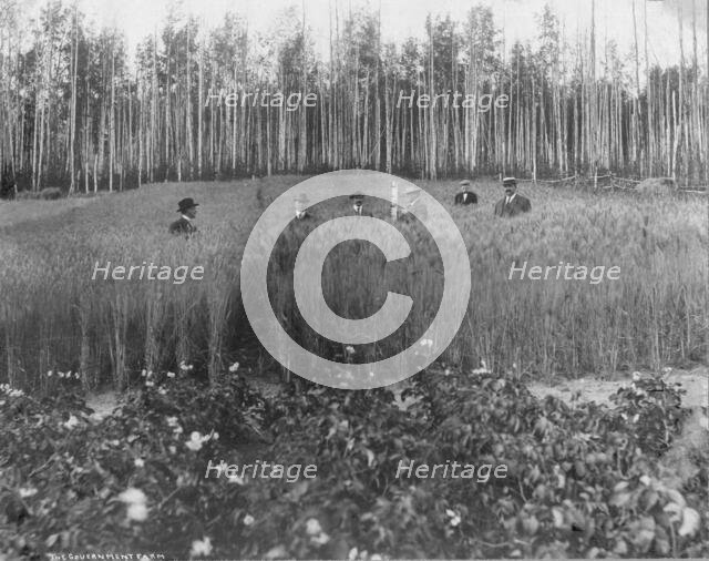 Measuring height of grain on government farm, 1916. Creator: Unknown.