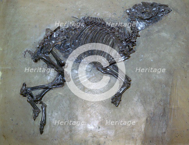 Fossil of a horse. Artist: Unknown