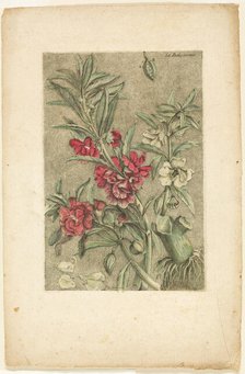 Impatiens, from Collection des plantes usuelles, curieuses, et étrangères, 1767. Creator: Jacques Fabian Gautier Dagoty.