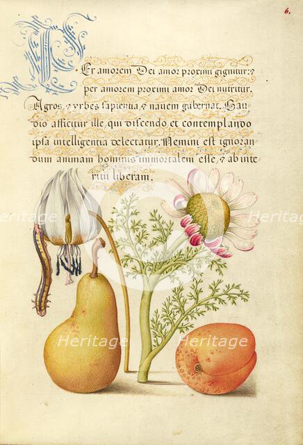 Caterpillar, Dog-Tooth Violet, Pear, and Apricot, 1561-1562; illumination added 1591-1596. Creator: Joris Hoefnagel.