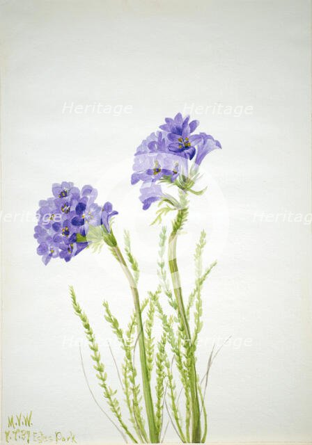 Jacob's Ladder (Polemonium viscosum), 1937. Creator: Mary Vaux Walcott.