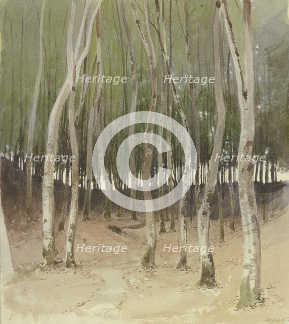 Birch forest, 1855. Creator: Carl Theodor Reiffenstein.