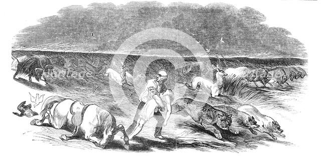 American prairie on fire, 1844. Creator: Unknown.