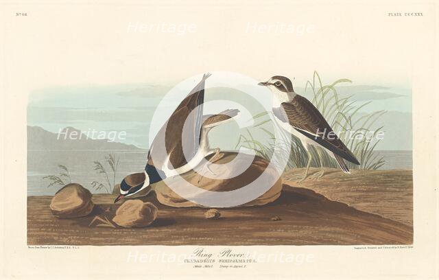 Ring Plover, 1836. Creator: Robert Havell.
