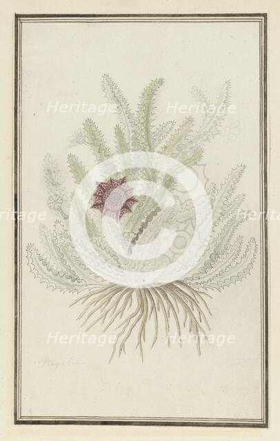 Huernia guttata (Masson) Haw. (Stapelia Guttata), 1777-1786. Creator: Robert Jacob Gordon.