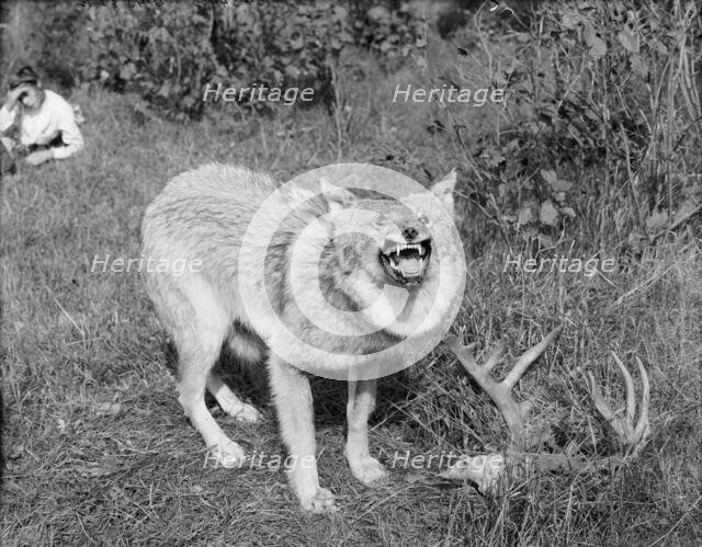 A Northern Michigan timber wolf, Sault Sainte Marie, between 1905 and 1915. Creator: Unknown.