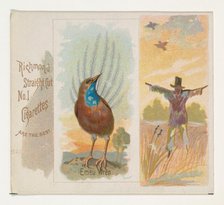 Emeu Wren, from the Song Birds of the World series (N42) for Allen & Ginter Cigarettes, 1890. Creator: Allen & Ginter.
