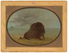 Dying Buffalo Bull, 1861/1869. Creator: George Catlin.