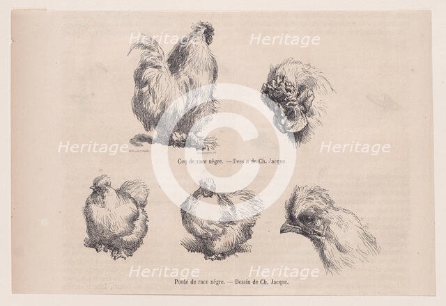 Silkie Cockerel and Silkie Hen, from "Le Magasin Pittoresque", September 1861. Creators: Charles Emile Jacque, Tamisier.