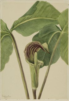 Jack-in-the-pulpit (Arisaema triphyllum), 1917. Creator: Mary Vaux Walcott.