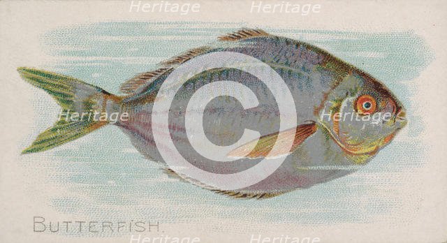 Butterfish, from the Fish from American Waters series (N8) for Allen & Ginter Cigarettes B..., 1889. Creator: Allen & Ginter.