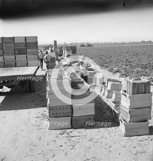 Pea harvest, Large-scale industrialized agriculture on Sinclair Ranch, Imperial Valley, CA, 1939. Creator: Dorothea Lange.