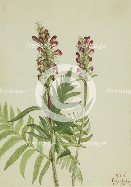 Red-Helmet (Pedicularis bracteosa), 1924. Creator: Mary Vaux Walcott.