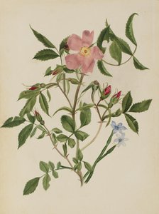 Wild Rose and Blue-eyed Grass (Rosa species and Sisyrinchium species), n.d. Creator: Mary Vaux Walcott.