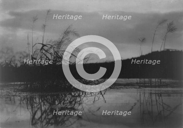 Wind-swept sedges, n.d.. Creator: Frances Benjamin Johnston.