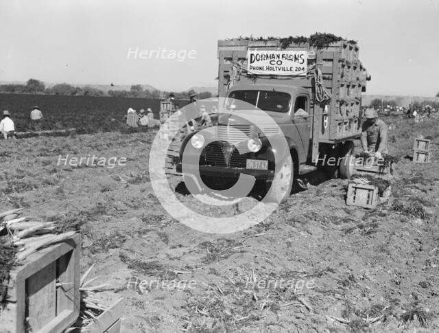 Loading carrots in the field near Holtville, California, 1939. Creator: Dorothea Lange.