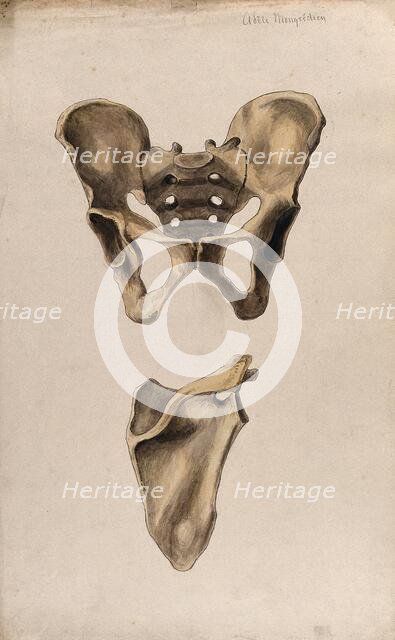 Bones of the pelvis and scapula: two figures, 1880. Creator: Adele Mongredien.