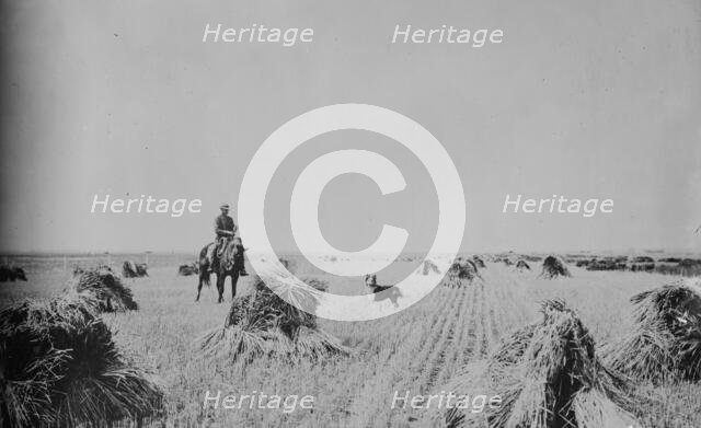 Fort Peck Reservation --- 200 acre oat field, between c1915 and c1920. Creator: Bain News Service.