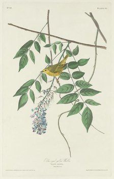 Blue-eyed Yellow Warbler, 1830. Creator: Robert Havell.