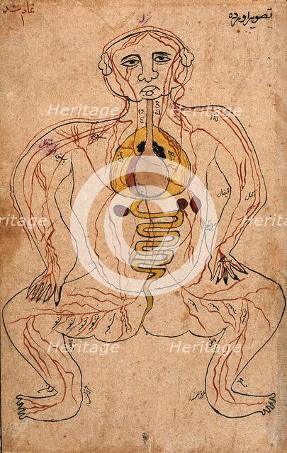 The viscera and the venous system, (between 1800 and 1899?). Creator: Unknown.