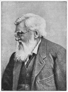 Alfred Russell Wallace, Welsh naturalist, c1895. Artist: Unknown