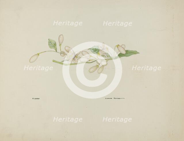 Costume Accessory (Orange Blossoms), c. 1937. Creator: Lyman Young.