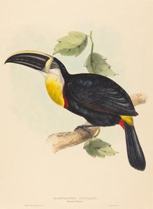 Osculant Toucan (Ramphastos osculans). Creators: John Gould, Elizabeth Gould.