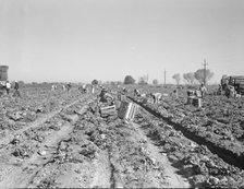 Lettuce cutting in the Imperial Valley, California, 1937. Creator: Dorothea Lange.