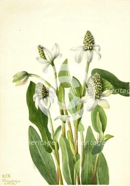 Yerba Mansa (Anemopsis californica), 1934. Creator: Mary Vaux Walcott.