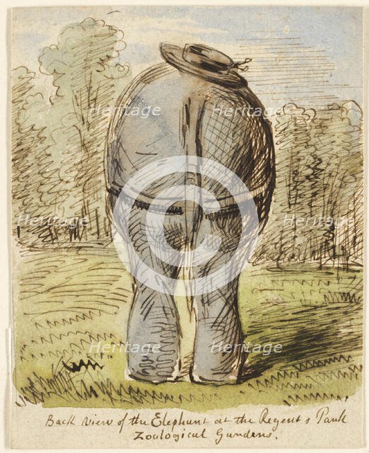 Back View of the Elephant at the Regent's Park Zoological Gardens, n.d. Creator: John Leech.