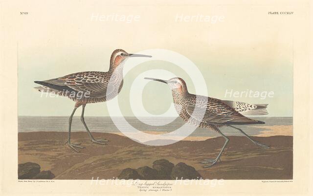 Long-legged Sandpiper, 1836. Creator: Robert Havell.