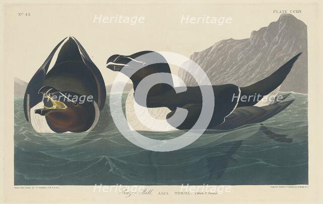 Razor Bill, 1834. Creator: Robert Havell.