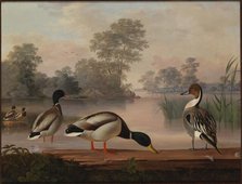 Ducks, 1853. Creator: Magnus von Wright.