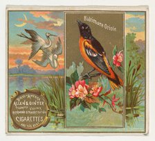 Baltimore Oriole, from the Birds of America series (N37) for Allen & Ginter Cigarettes, 1888. Creator: Allen & Ginter.