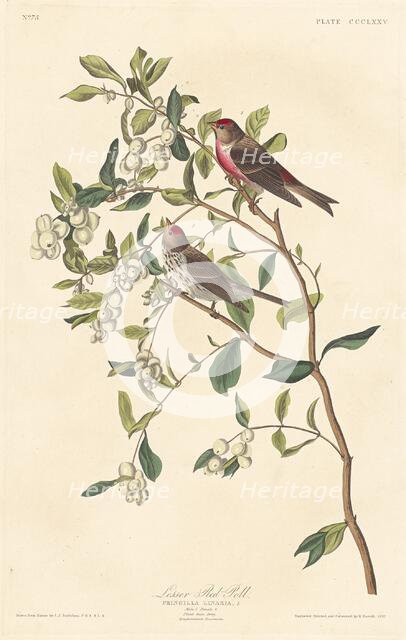 Lesser Red-poll, 1837. Creator: Robert Havell.
