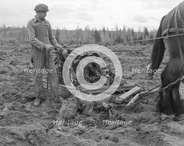 Ex-lumber mill worker clears eight-acre field after..., Boundary County, Idaho, 1939. Creator: Dorothea Lange.