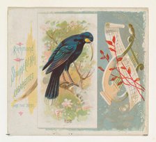 Huia, from the Song Birds of the World series (N42) for Allen & Ginter Cigarettes, 1890. Creator: Allen & Ginter.