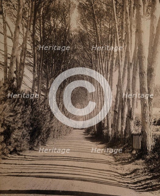 South Africa: an avenue lined with Fir trees in Rondebosch, 1896. Creator: GW Wilson and Company.