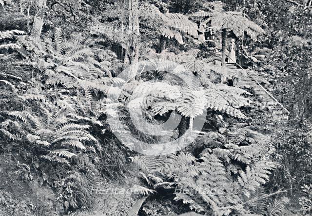 'A Forest of Tree Ferns, Leura, Blue Mountains, c1900. Creator: Unknown.