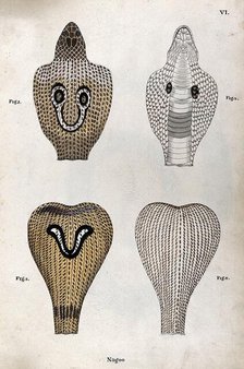 Two poisonous snakes (Indian cobras): four figures showing the snakes' hoods, seen from..., 1795. Creator: Patrick Russell.