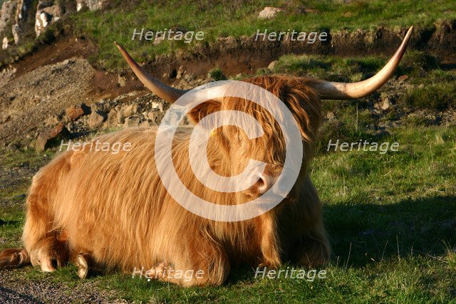 Highland cattle, Scotland.