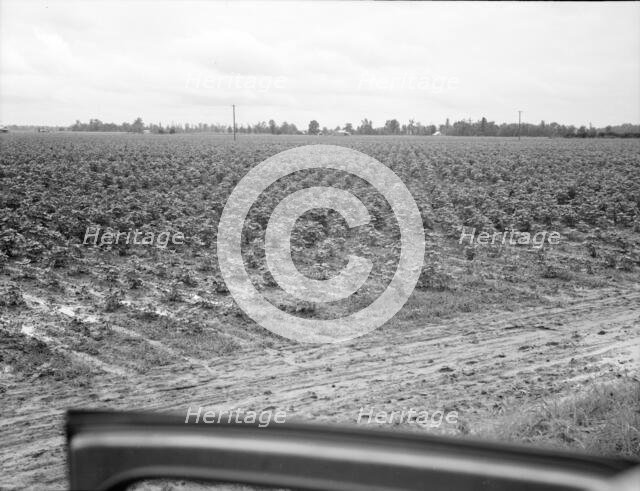 Check row planting of cotton, Mississippi Delta near Greenville, Mississippi, 1936. Creator: Dorothea Lange.